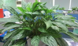 银棒在哪买 银棒在哪买